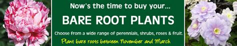 Black magic bare root plantx for sale
